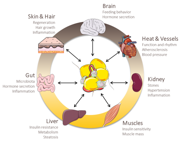 Preclinical adipose tissue models