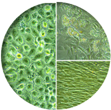 2D Cell cultures adipose tissue